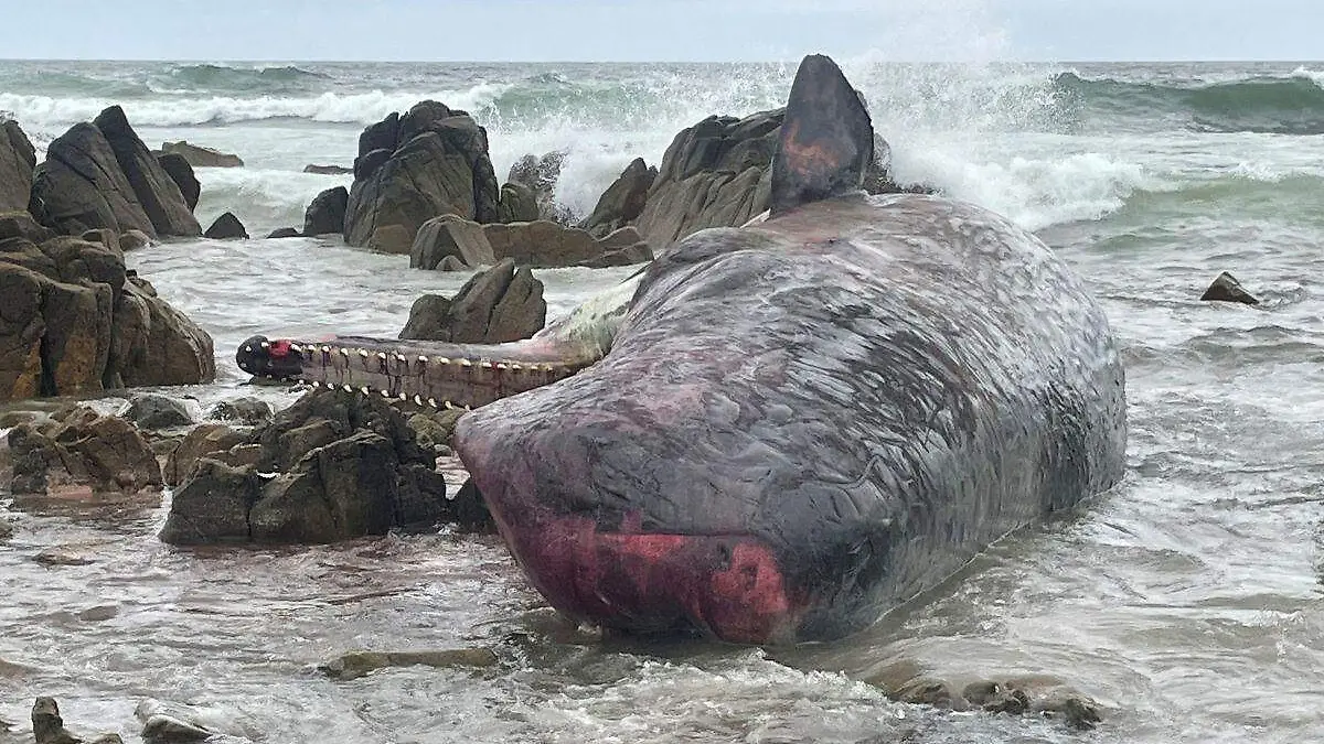 Encuentran a 200 ballenas muertas en playa de Australia